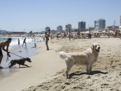 La platja de gossos de Barcelona.