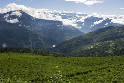 Sikkim, ubicada en la cordillera del Himalaya, entre Nepal, Bután y Tíbet, es el primer Estado Orgánico certificado en la India.