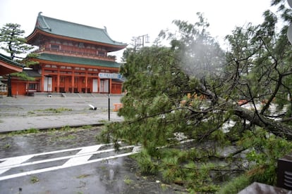 Árvores derrubadas pela passagem do tufão Jebi em Quioto, no Japão.