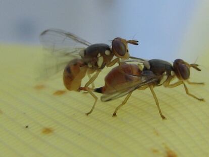 Hembra y macho de la mosca del olivo.