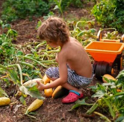 Un niño recoge verduras en un huerto.