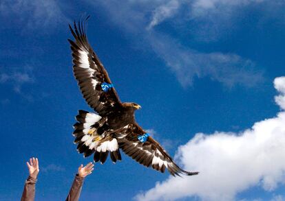 A young golden eagle is released above Rogers Pass by a wildlife biologist on Oct. 6, 2005, near Lincoln, Mont