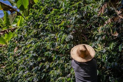 Cultivo de café en Colombia