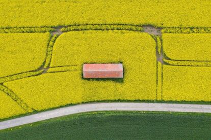 Fotografía aérea tomada sobre un campo de colza en Pattensen (Alemania). 