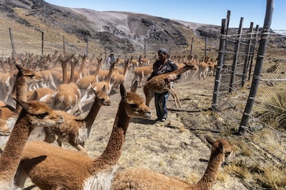 vicuña