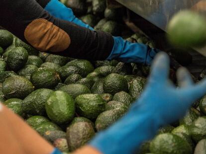 Trabajadores de una empacadora de aguacates localizada a las afueras Uruapan, Michoacán.