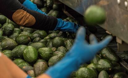 Trabajadores de una empacadora de aguacates localizada a las afueras Uruapan, Michoacán.