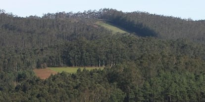 Bosque de eucalipto en Ribadeo.