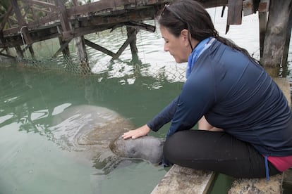 La bióloga colombiana Nataly Castelblanco es una de las mayores expertas a nivel mundial en manatíes. Coordina un programa de rehabilitación de la especie en la Bahía de Chetumal (México).