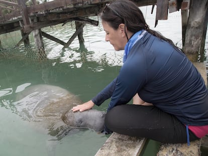 La bióloga colombiana Nataly Castelblanco es una de las mayores expertas a nivel mundial en manatíes. Coordina un programa de rehabilitación de la especie en la Bahía de Chetumal (México).