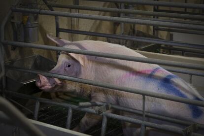 Las madres aguardan el momento del parto en soledad. A pesar del uso de fármacos para el control del parto en los animales, en las grandes instalaciones se producen partos continuamente, con frecuencia sin que los animales reciban ningún tipo de vigilancia ni atención. Probablemente no verán la luz del sol hasta que dejen de ser productivas y sean llevadas al matadero.