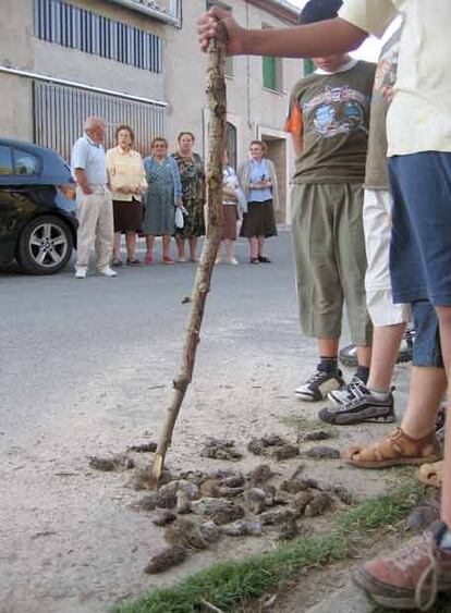 Topillos muertos en Castellanos de Zapardiel (Ávila).