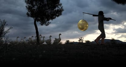 Imagen de la obra ganadora de los 15º Premios Vida: 'Moon Goose'.