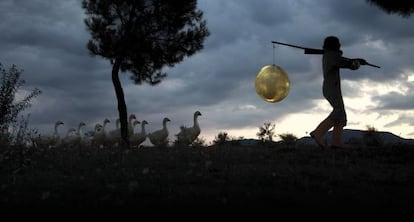 Imagen de la obra ganadora de los 15&ordm; Premios Vida: &#039;Moon Goose&#039;. 