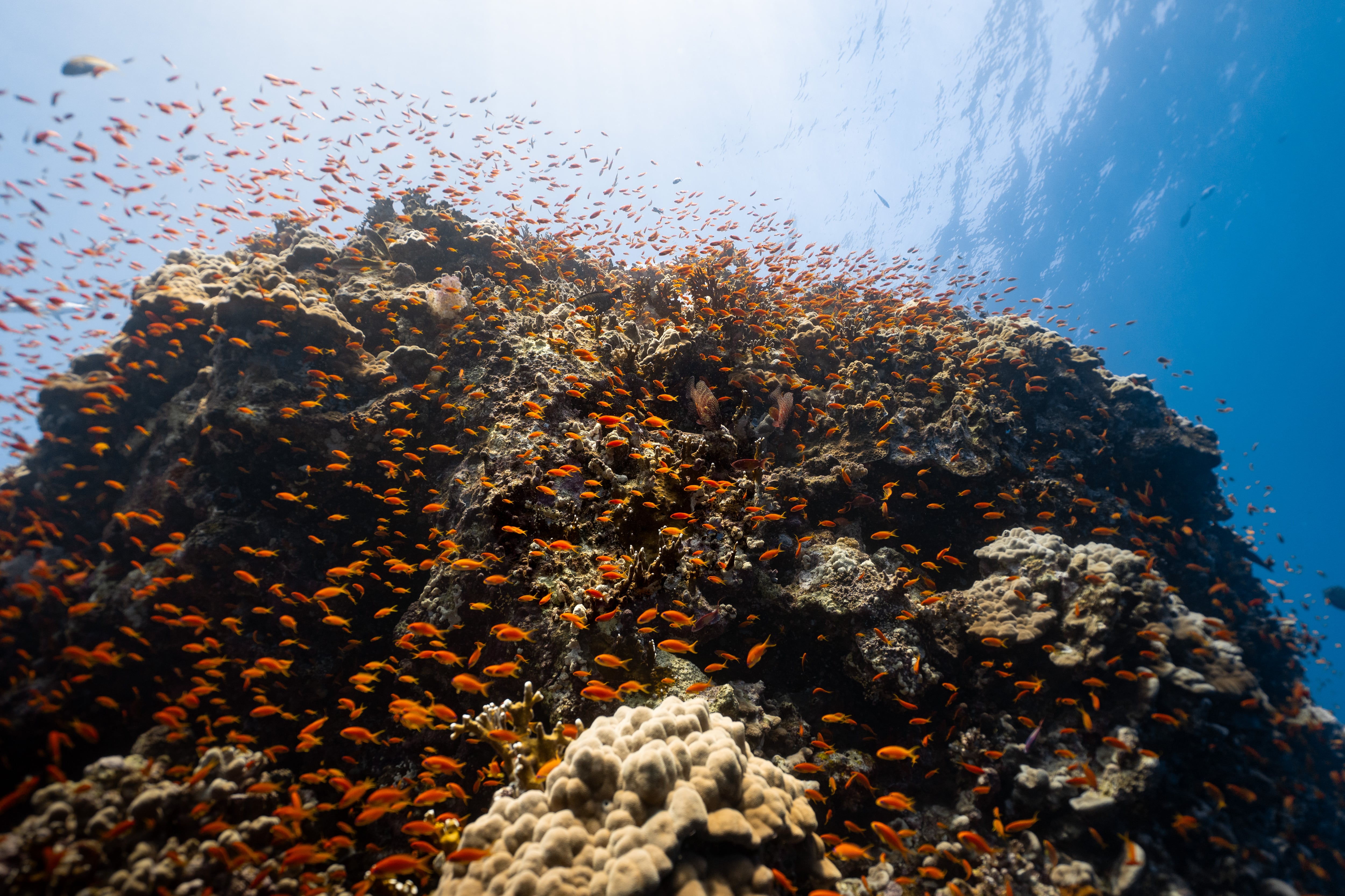Miles de anthias copan un arrecife coralino al sur del mar Rojo.