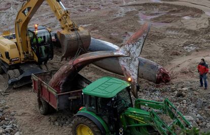 Una excavadora y un tractor proceden a retirar este viernes los restos de la ballena hallada muerta este jueves en Caravia.