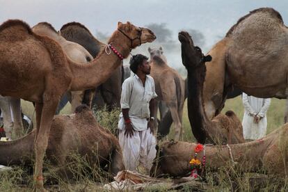 Feria anual de camellos en Pushkar, India.