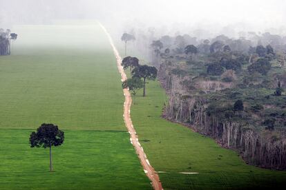 Plantación de soja en la selva amazónica, cerca de Santarém, en Brasil.