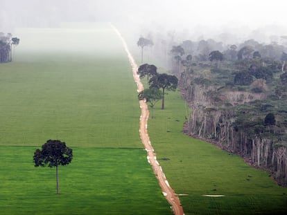 Plantación de soja en la selva amazónica, cerca de Santarém, en Brasil.