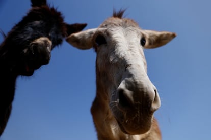 A função sustentável que os burros proporcionaram aos humanos durante séculos tem diminuído nos últimos anos devido à modernização da agricultura e dos meios de transporte.