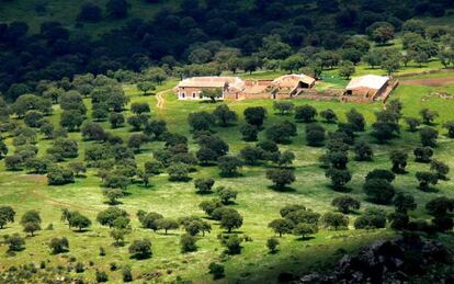 Paisaje de la dehesa en el valle de Alcudia, en Ciudad Real. 