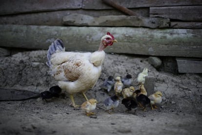 Uma galinha e seus pintinhos em uma granja de Santo Domingo (Cuba).