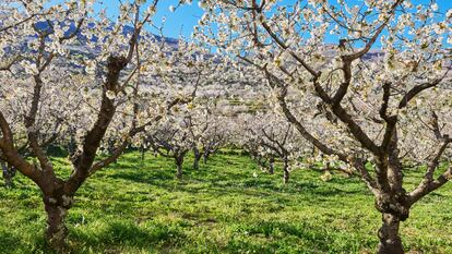 La floración de los cerezos y otras nueve razones para escaparse al valle del Jerte