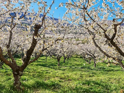 La floración de los cerezos y otras nueve razones para escaparse al valle del Jerte