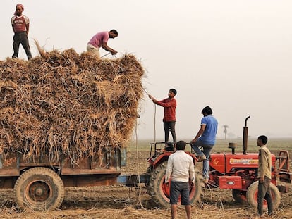 Un grupo de agricultores de Noida, en India, trabajando con tractor durante las labores de la cosecha en 2015.