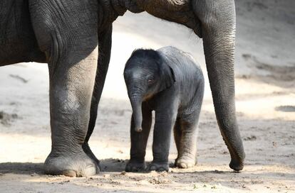 Un elefante recién nacido se encuentra junto a su madre Shila en el parque de animales Hagenbeck en Hamburgo (Alemania).