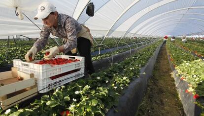 Recolecci&oacute;n de fresas en Palos de la Frontera. 