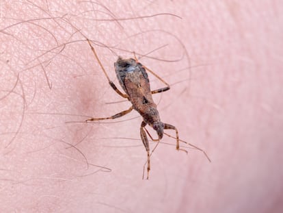 Una vinchuca, una chinche transmisora de la enfermedad del Chagas, sobre la mano de una persona.
