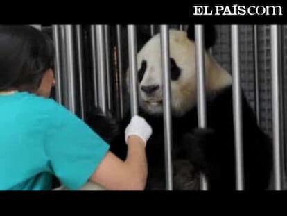 La segunda ecografía a la osa Hua Zui Ba