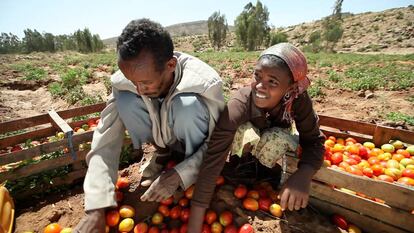 Unos agricultores recogen tomates en Etiopía.