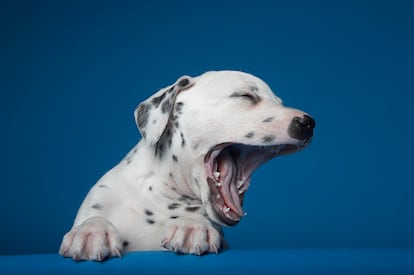 Un perro dálmata bostezando.