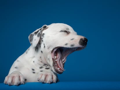 Un perro dálmata bostezando.