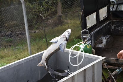 Selecting sturgeons at the sturgeon farm in Baygorria, 270km north of Montevideo, on August 31, 2016.
A Uruguayan firm, "Esturiones del Rio Negro", produces and exports since 2000 caviar under the brand "Black River Caviar", an atypical product from a country traditionally known as a beef exporter. / AFP PHOTO / MIGUEL ROJO