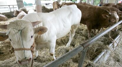 Ejemplares de raza rubia gallega en una subasta de ganado en O Corgo (Lugo).