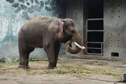 Un elefante del zoo, encadenado, come hierbas. Alrededor de 300 animales seguían en condiciones críticas por hacinamiento a pesar de que 450 ya fueron trasladados a otros centros hacia finales de 2014.