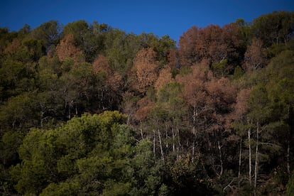 Les Botigues de Sitges, Barcelona. En esta localidad se pueden observar decenas de copas de pinos secos tras la ausencia de la lluvia a causa de la sequía.