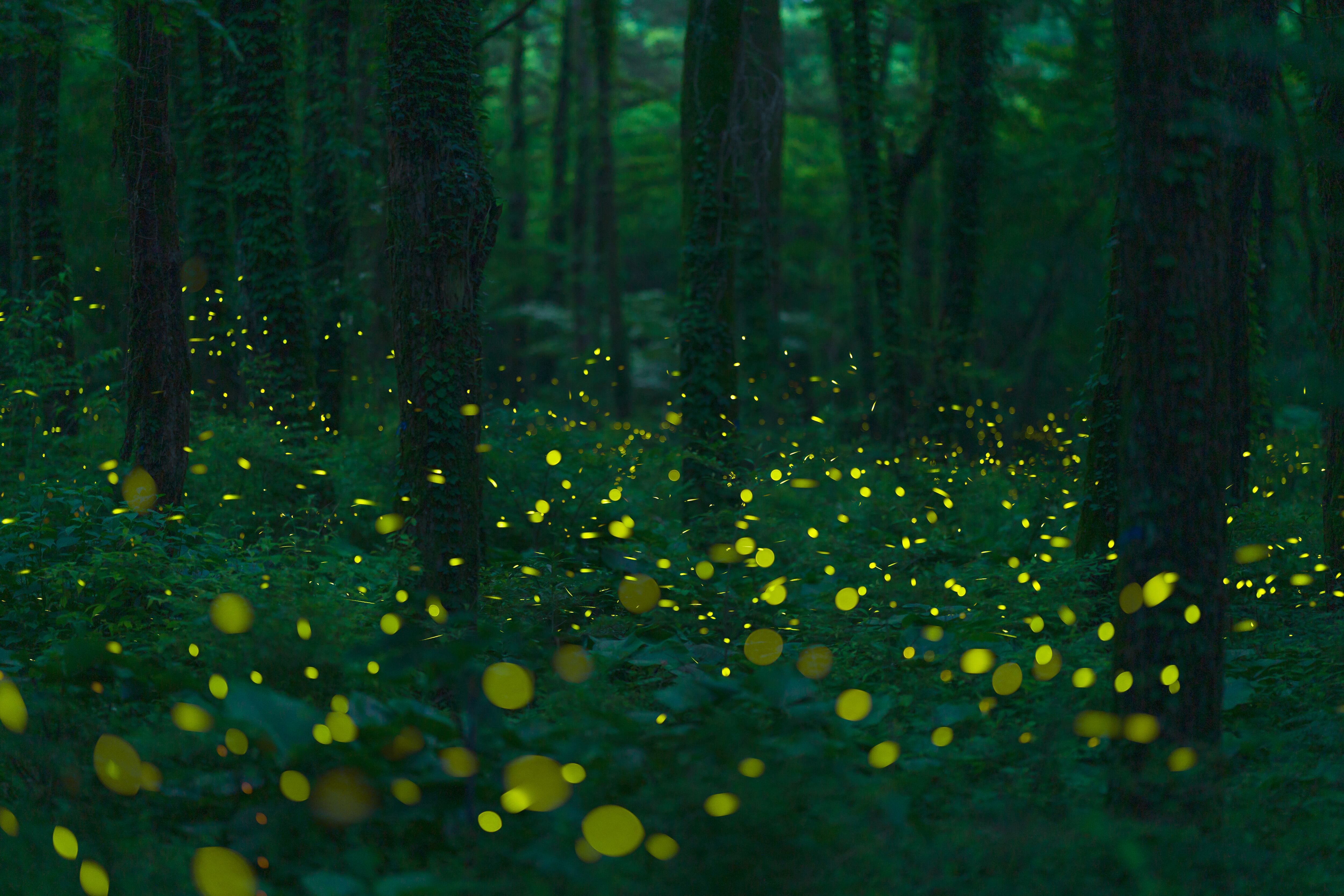 Luciérnagas en el parque ecológico y reserva de luciérnagas de Yeongyang, en Corea del Sur. 