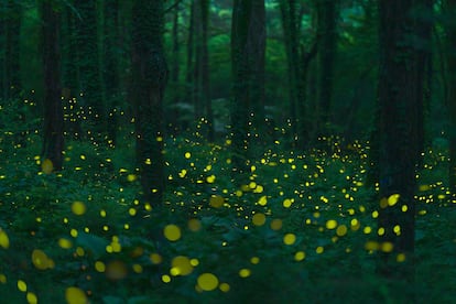 Luciérnagas en el parque ecológico y reserva de luciérnagas de Yeongyang, en Corea del Sur.