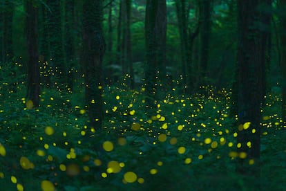 Luciérnagas en el parque ecológico y reserva de luciérnagas de Yeongyang, en Corea del Sur. 