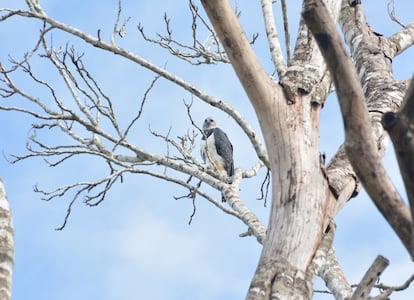 Harpia pousada em uma árvore na floresta do Mato Grosso, na Amazônia brasileira.