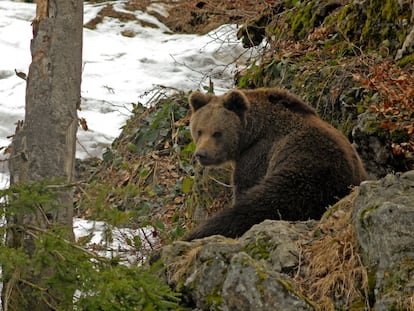 Ejemplar de oso europeo en los Pirineos.