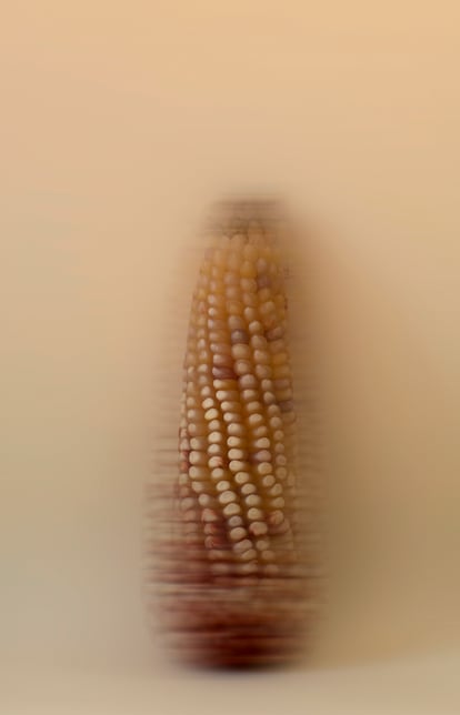 Una mazorca de maíz coral.