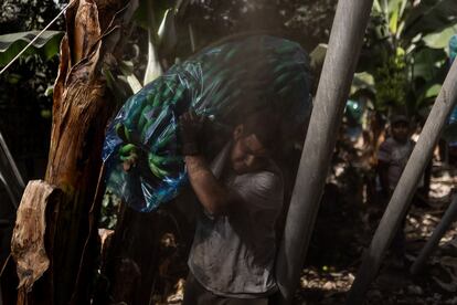 En la imagen, Junay Guerra carga al hombro una piña en Fuencaliente, La Palma, mientras cae ceniza de las hojas superiores de la platanera. Las piñas de plátanos pueden llegar a pesar más de 70 kilos.