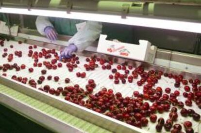 Un momento de la selección de frutos que se lleva a cabo en una empresa dedicada a la distribución de cerezas. EFE/Archivo