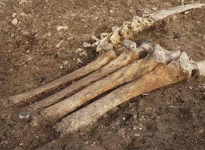 Detalle de los huesos de vaca encontrados en el poblado neolítico. Los arqueólogos han descubierto cientos de casas en buen estado de conservación con huellas de camas y tocadores de madera en sus suelos de arcilla, así como varios esqueletos de animales.