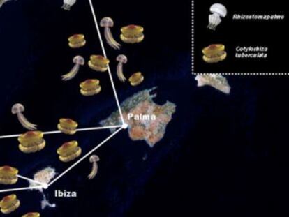 Mapa estacional de la aparici&oacute;n de medusas en verano